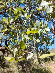 Quercus oblongifolia