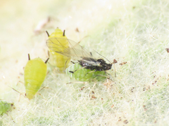 Aphis verbasci