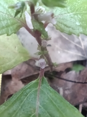 Perilla frutescens