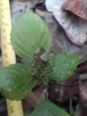 Perilla frutescens