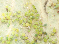 Aphis verbasci