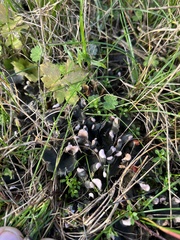 Peltigera didactyla