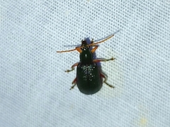 Diabroticina