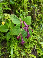 Trichosporeae