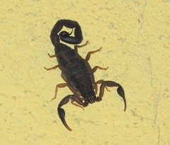 Centruroides
