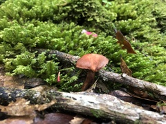 Cortinarius quercoarmillatus