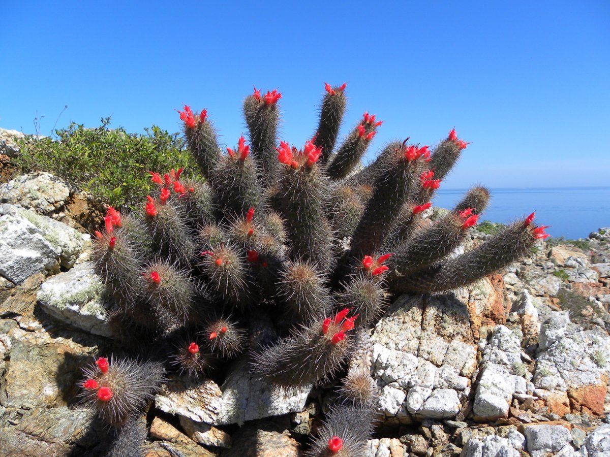Genus Cochemiea  iNaturalist