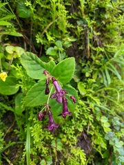 Trichosporeae