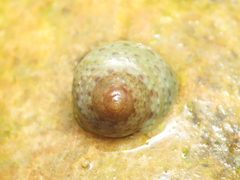 Gibbula philberti