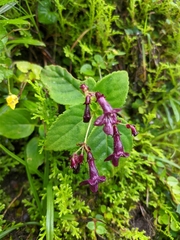 Trichosporeae
