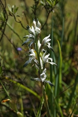 Chloraea multiflora