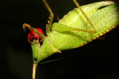 Copiphora rhinoceros