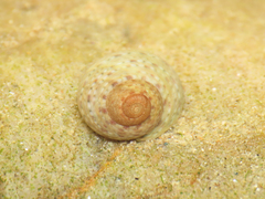 Gibbula philberti
