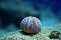 Sphaerechinus granularis