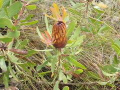 Protea obtusifolia