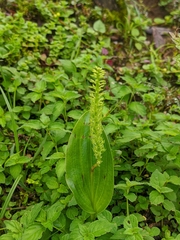 Malaxideae