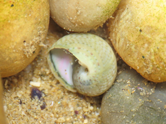 Gibbula philberti