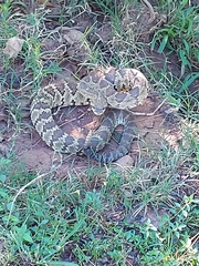 Crotalus molossus