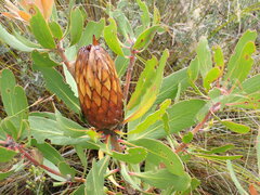 Protea obtusifolia