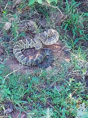 Crotalus molossus