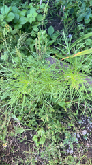 Eupatorium capillifolium