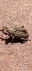 Curculionoidea