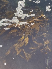 Sargassum horneri