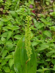 Malaxideae