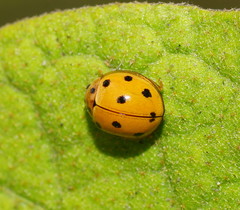 Coelophora inaequalis