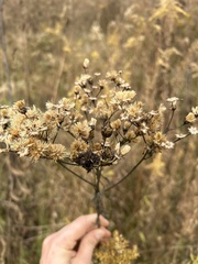 Vernonia noveboracensis