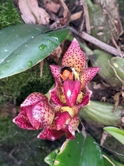 Bulbophyllum leopardinum