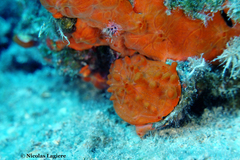 Spondylus gaederopus