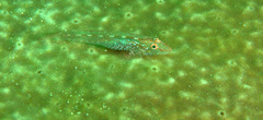 Phyllogobius platycephalops
