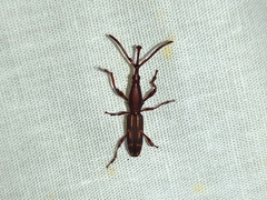 Arrhenodini