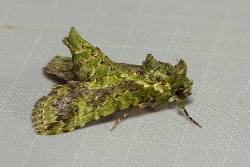 Risoba chlora