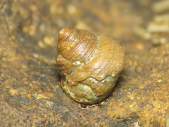 Steromphala albida