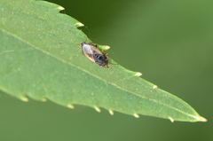 Geocoris megacephalus