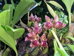 Bulbophyllum leopardinum