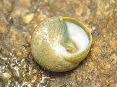 Steromphala albida