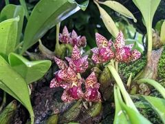 Bulbophyllum leopardinum