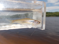 Notropis stramineus
