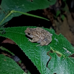 Ingerophrynus parvus