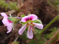 Pelargonium hirtum