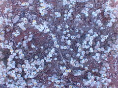 Helichrysum argyrosphaerum