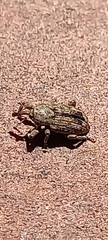 Curculionoidea