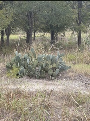 Opuntia lindheimeri