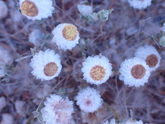 Helichrysum argyrosphaerum