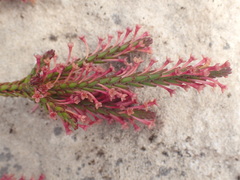 Struthiola ericoides