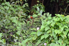 Ramphocelus nigrogularis