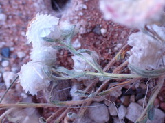 Helichrysum argyrosphaerum